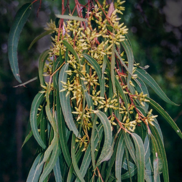 اليوكالبتوس أوكالبتوس Eucalyptus عالم نوح