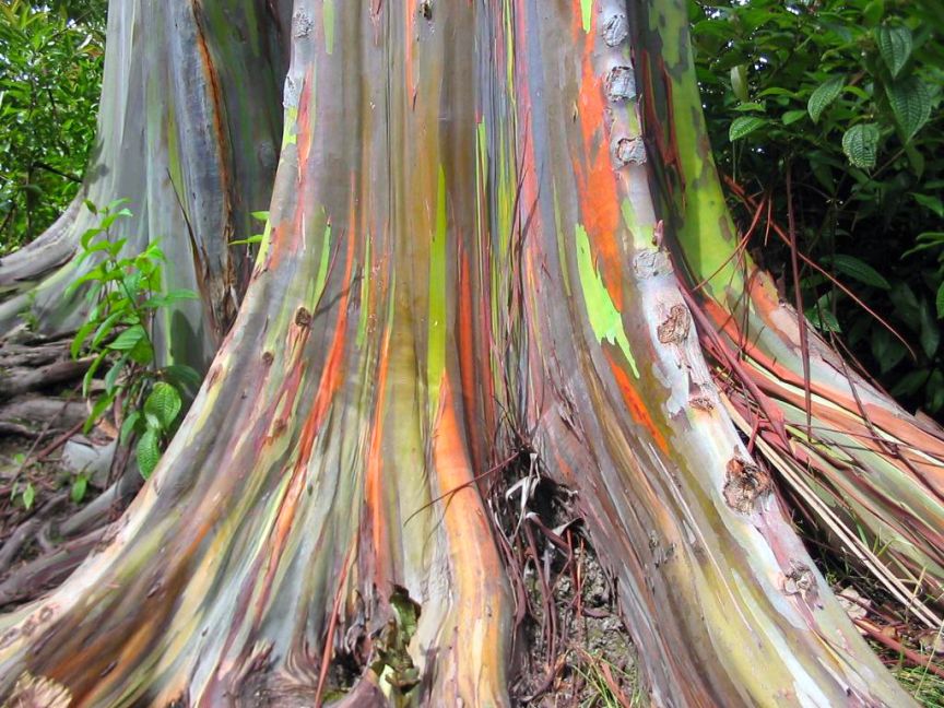 اليوكالبتوس أوكالبتوس Eucalyptus عالم نوح